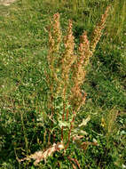 Image of Rumex tianschanicus Los.-Losinsk.