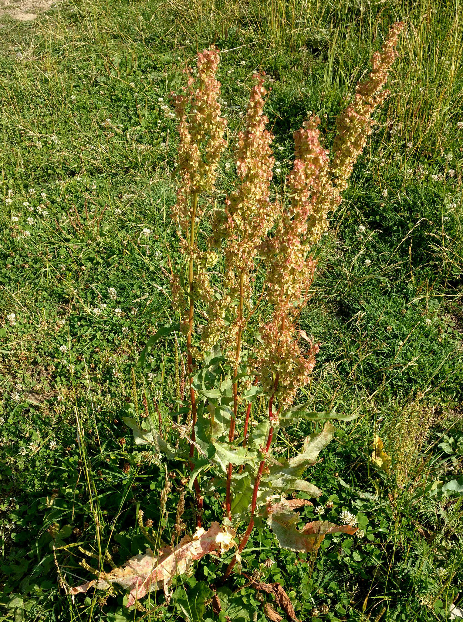 Image of Rumex tianschanicus Los.-Losinsk.