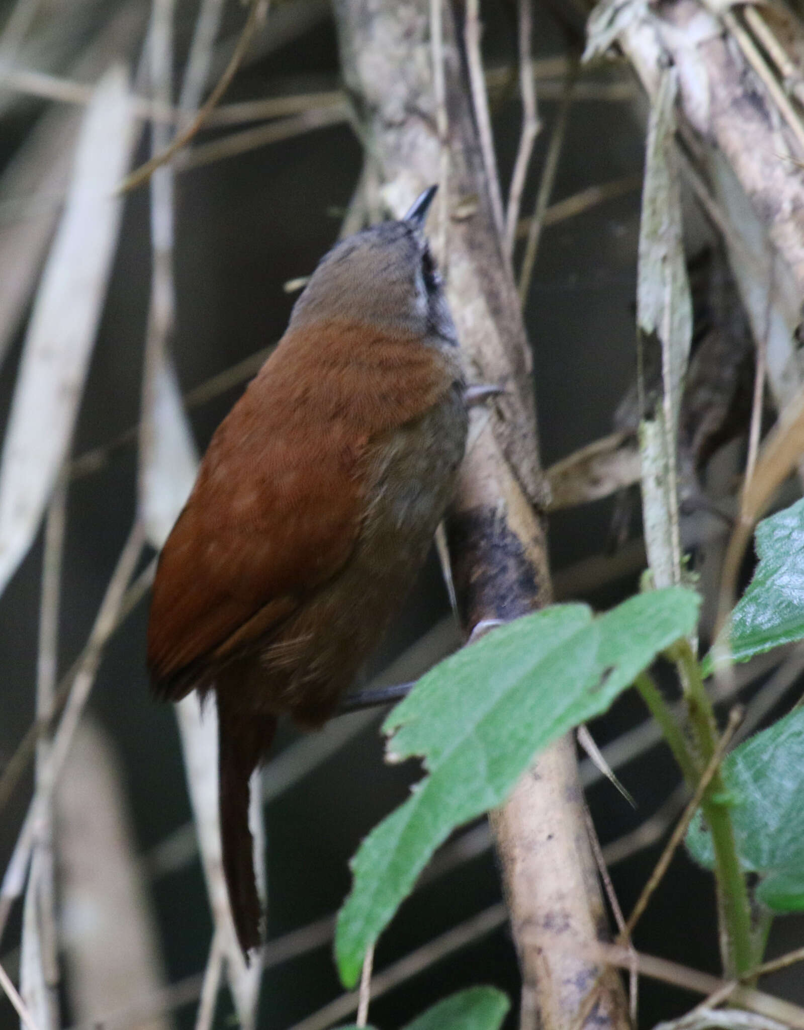 Image of Plain-tailed Wren