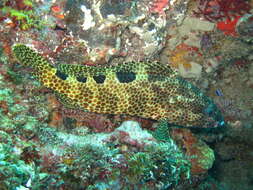 Слика од Epinephelus spilotoceps Schultz 1953