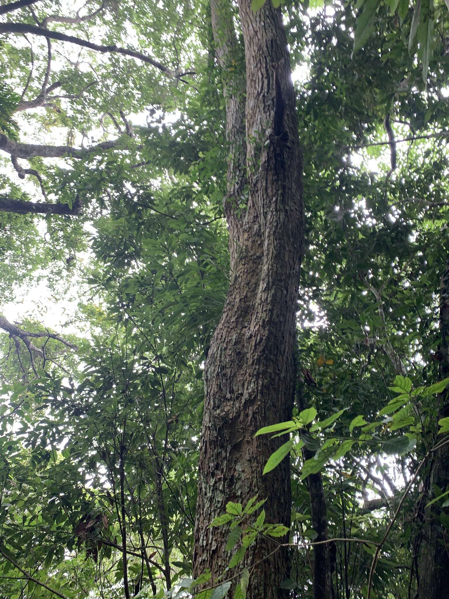 Image of Sinoadina racemosa (Siebold & Zucc.) Ridsdale