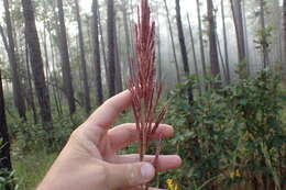 Image of Giant Plume Grass