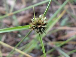 Image of Great Plains flatsedge