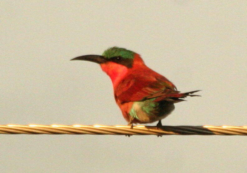 Imagem de Merops nubicoides Des Murs & Pucheran 1846