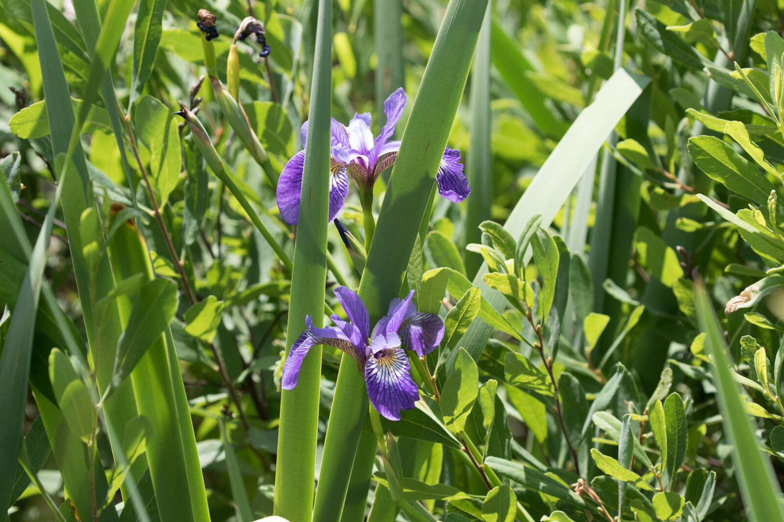 Image of blue flag