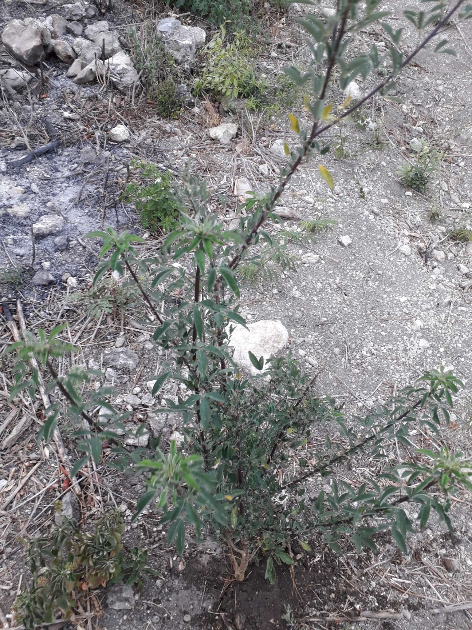 Image of longbeak rattlebox