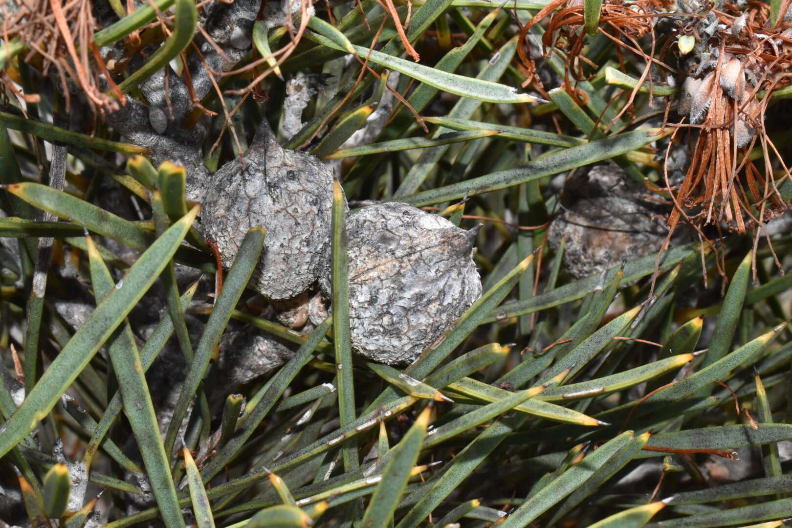 Image of Hakea corymbosa R. Br.