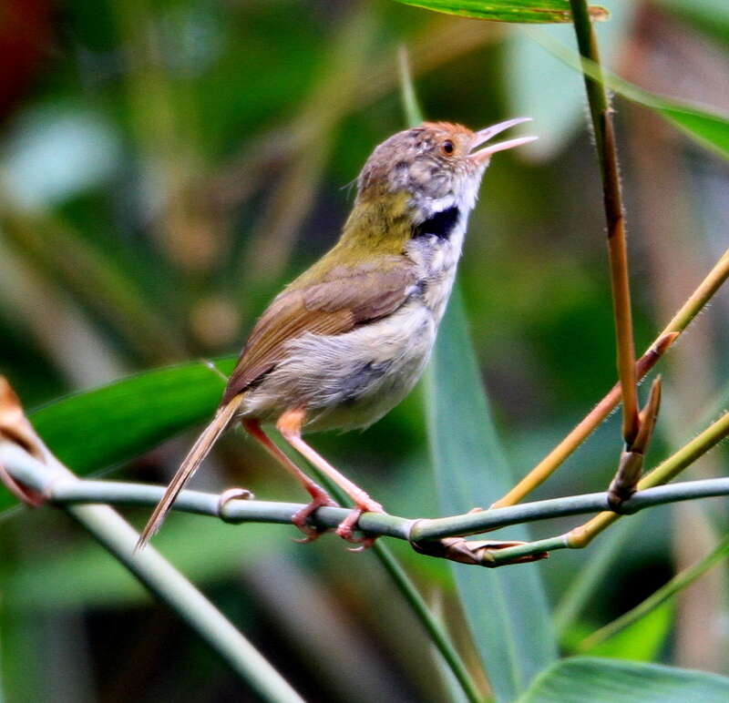 Image of Common Tailorbird