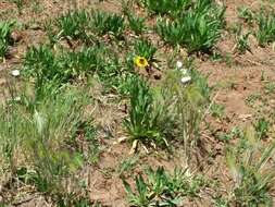 Image of Arizona Sneezeweed