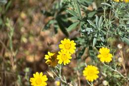 Image of <i>Eriophyllum lanatum</i> var. <i>achilleoides</i> (DC.) Jeps.