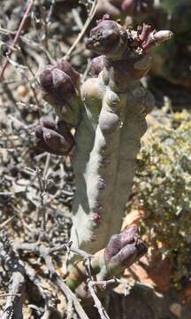 Image of Ceropegia ramosa (Masson) Bruyns