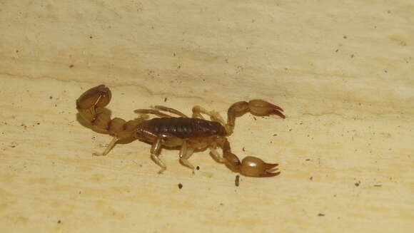 Image of Bothriurus rochai Mello-Leitão 1932