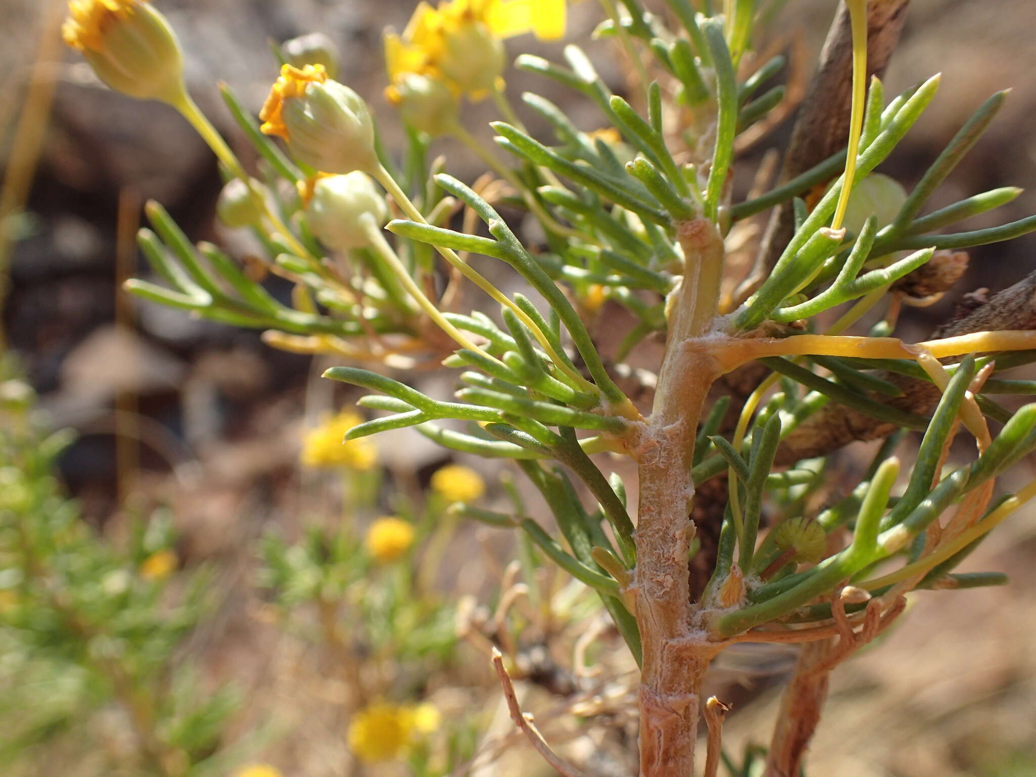 Image of Euryops subcarnosus DC.