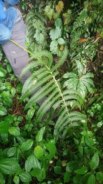 Image of Glaphyropteridopsis erubescens (Wall. ex Hook.) Ching