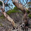 Image of Eucalyptus conglobata subsp. conglobata