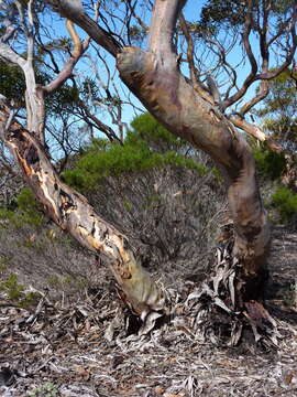 Image of Eucalyptus conglobata subsp. conglobata