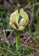 Image of Iris suaveolens Boiss. & Reut.