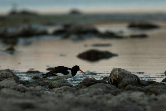 Image de Haematopus ostralegus longipes Buturlin 1910