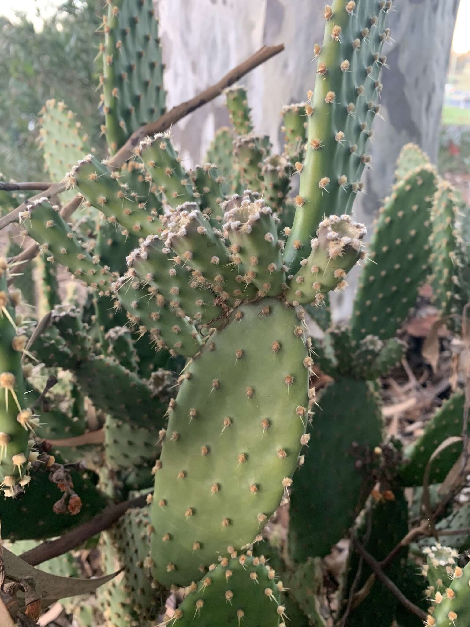 Image of Opuntia puberula Pfeiff.