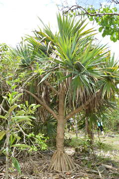 Pandanus vandermeeschii Balf. fil. resmi