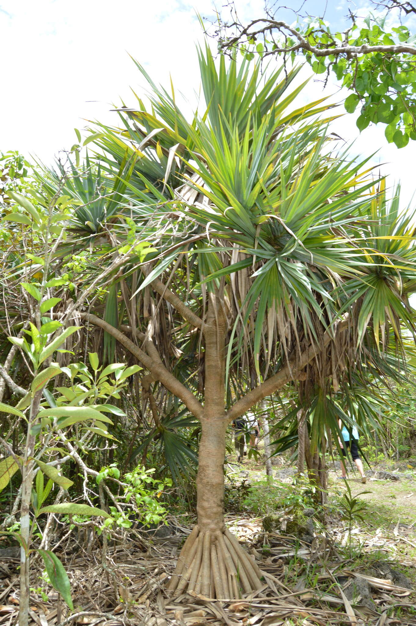 Image of Pandanus vandermeeschii Balf. fil.