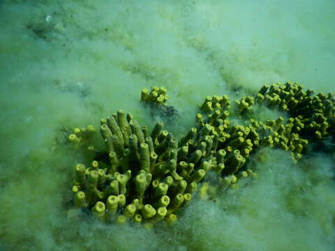 Image of aureate sponge