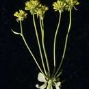 صورة Eriogonum umbellatum var. goodmanii J. L. Reveal