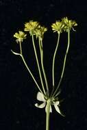 Eriogonum umbellatum var. goodmanii J. L. Reveal的圖片