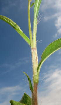 Image of Persicaria madagascariensis (Meisn.) S. Ortiz & J. A. R. Paiva