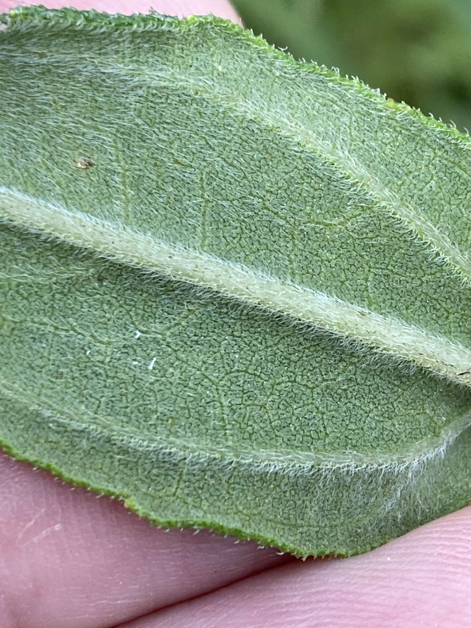 Image of Schweinitz's sunflower