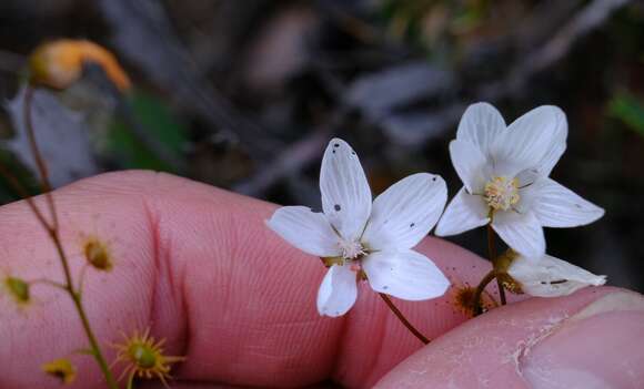 Image of Drosera prophylla