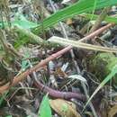 Image of Mayan Coral Snake