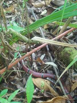 Image of Mayan Coral Snake