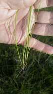 صورة Rhynchospora filifolia A. Gray