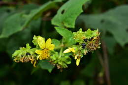 Smallanthus maculatus (Cav.) H. Rob. resmi