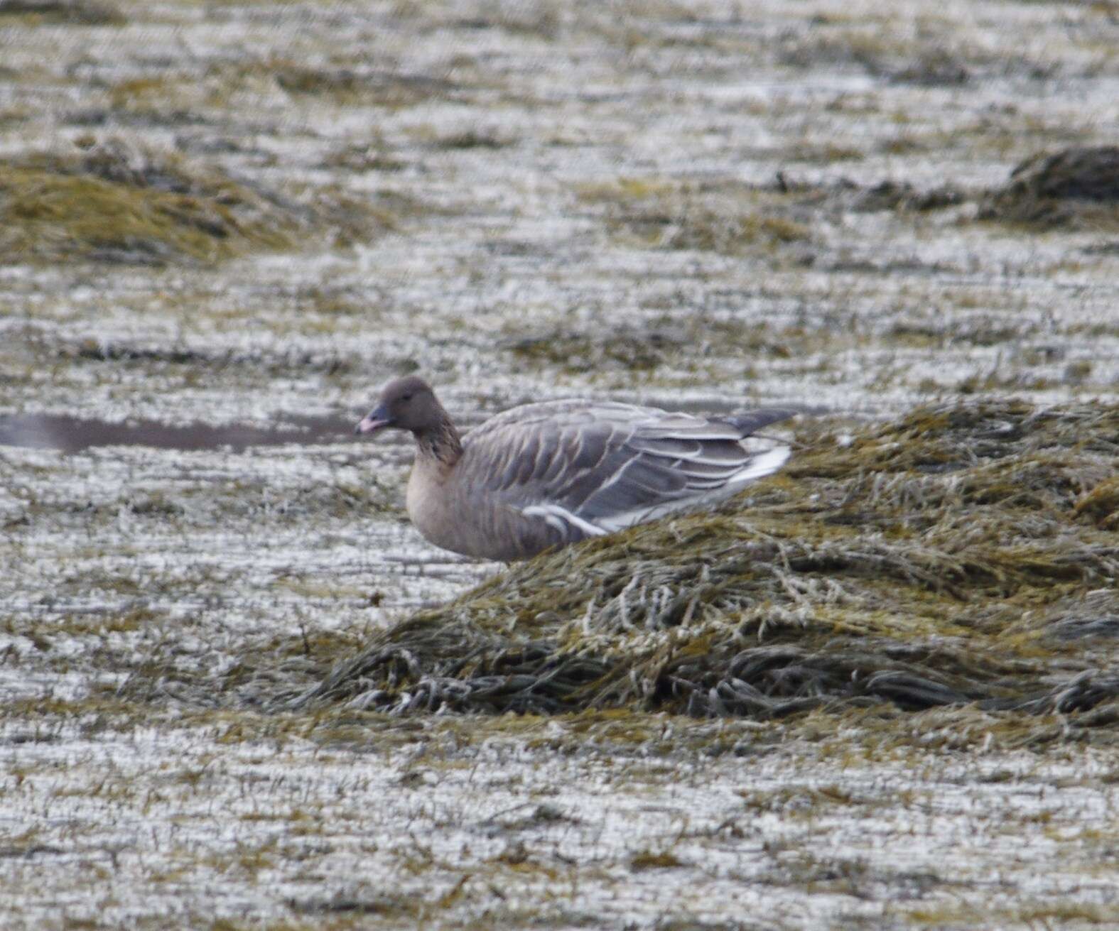 Imagem de Anser brachyrhynchus Baillon 1834