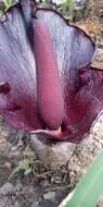 Image of Amorphophallus abyssinicus (A. Rich.) N. E. Br.