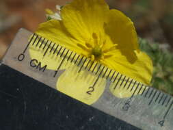 Image of Tribulus omanense H. Hosni