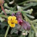 Sivun Viola scorpiuroides Cosson kuva