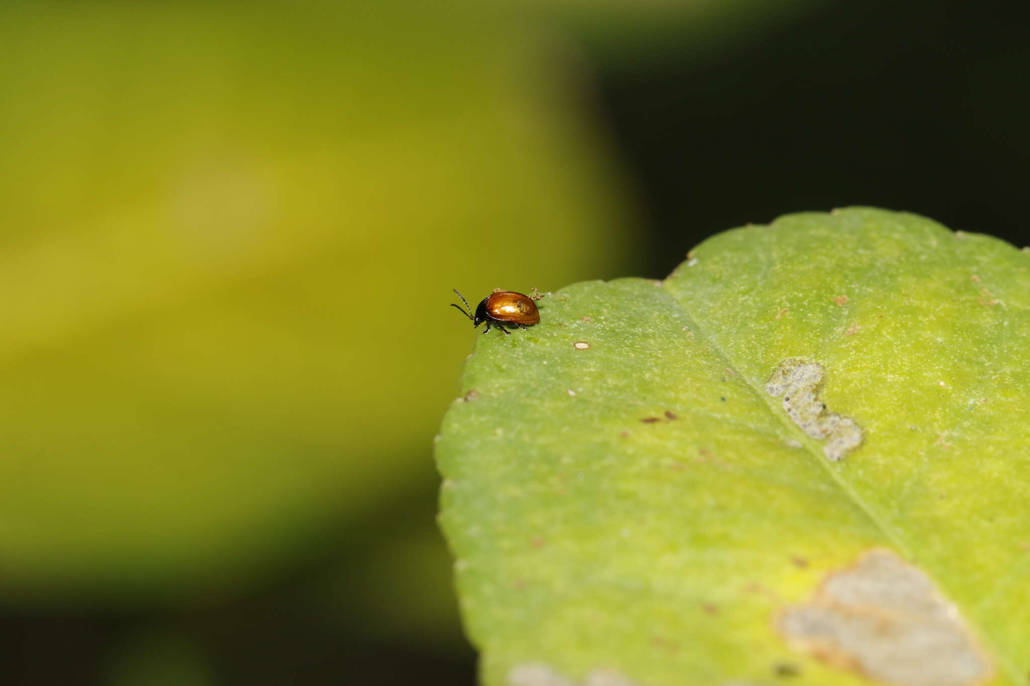 Image of <i>Podagricomela nigricollis</i>