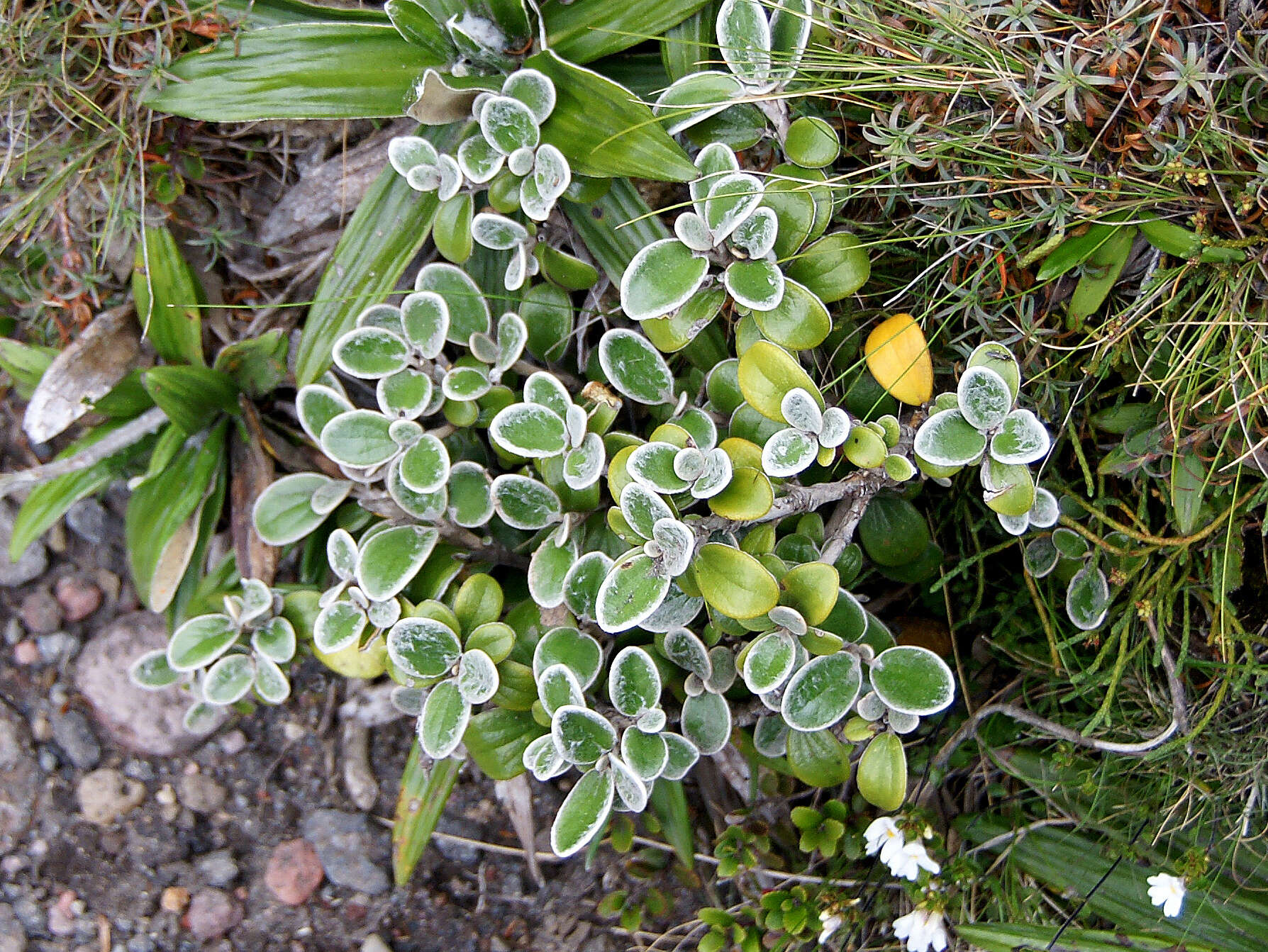 Image of Brachyglottis bidwillii (Hook. fil.) B. Nord.