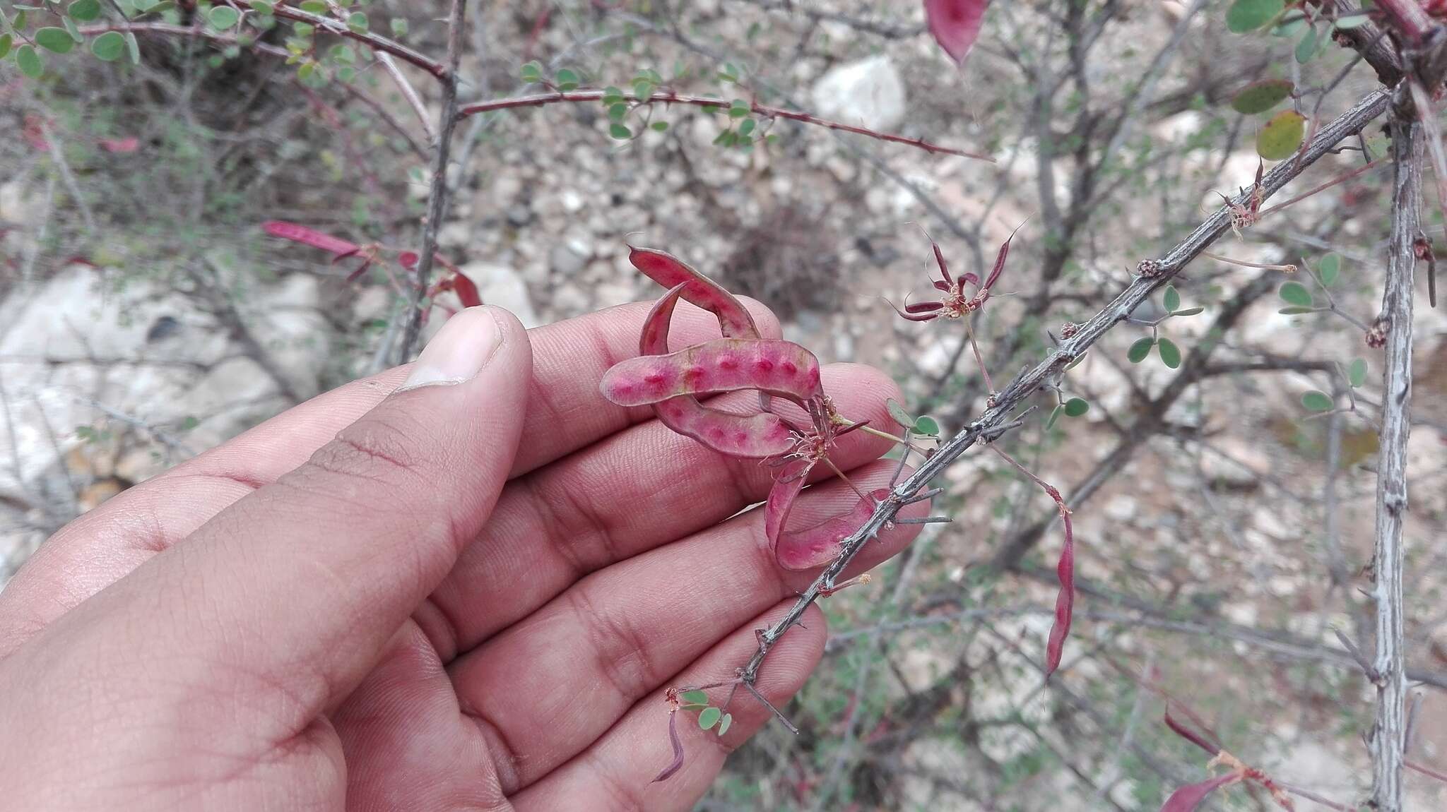 Image de Mimosa zygophylla A. Gray