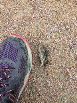 Image of Maritime Shrew