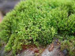 Image of Wideleaf Tortula Moss