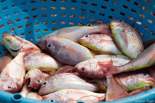 Image of Japanese threadfin-bream