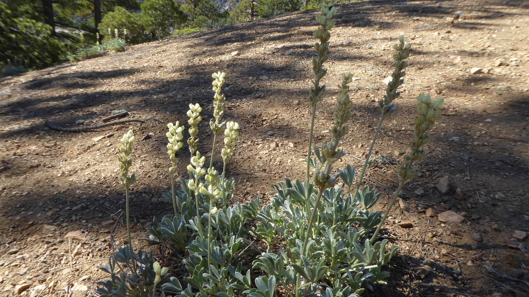 Image of Peirson's Lupine