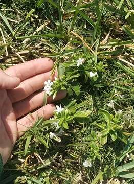 Image of Goatweed