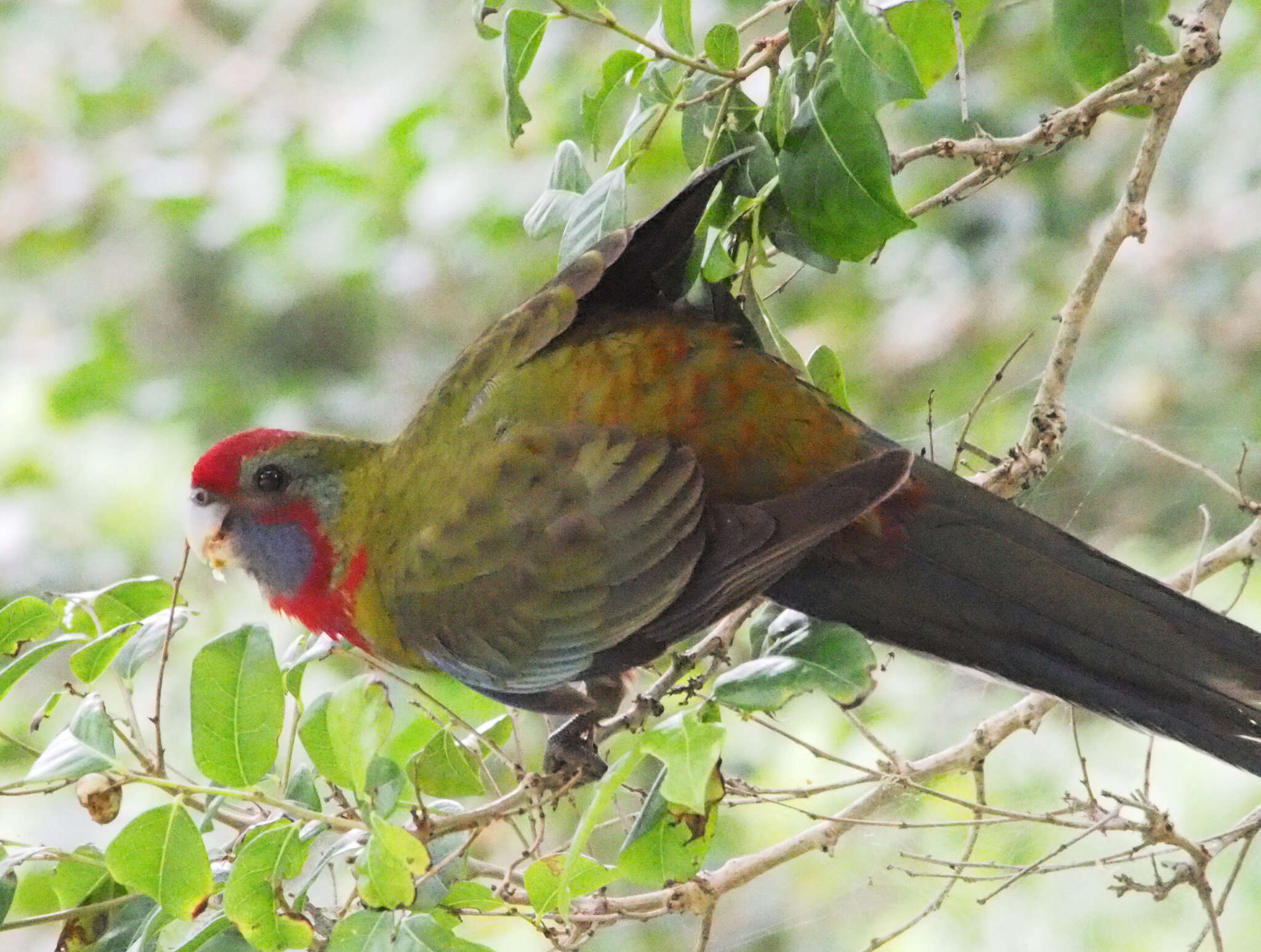 Image of Crimson Rosella