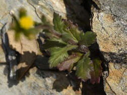 Plancia ëd Senecio lividus L.