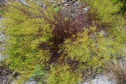 Image of Deckert's pinweed